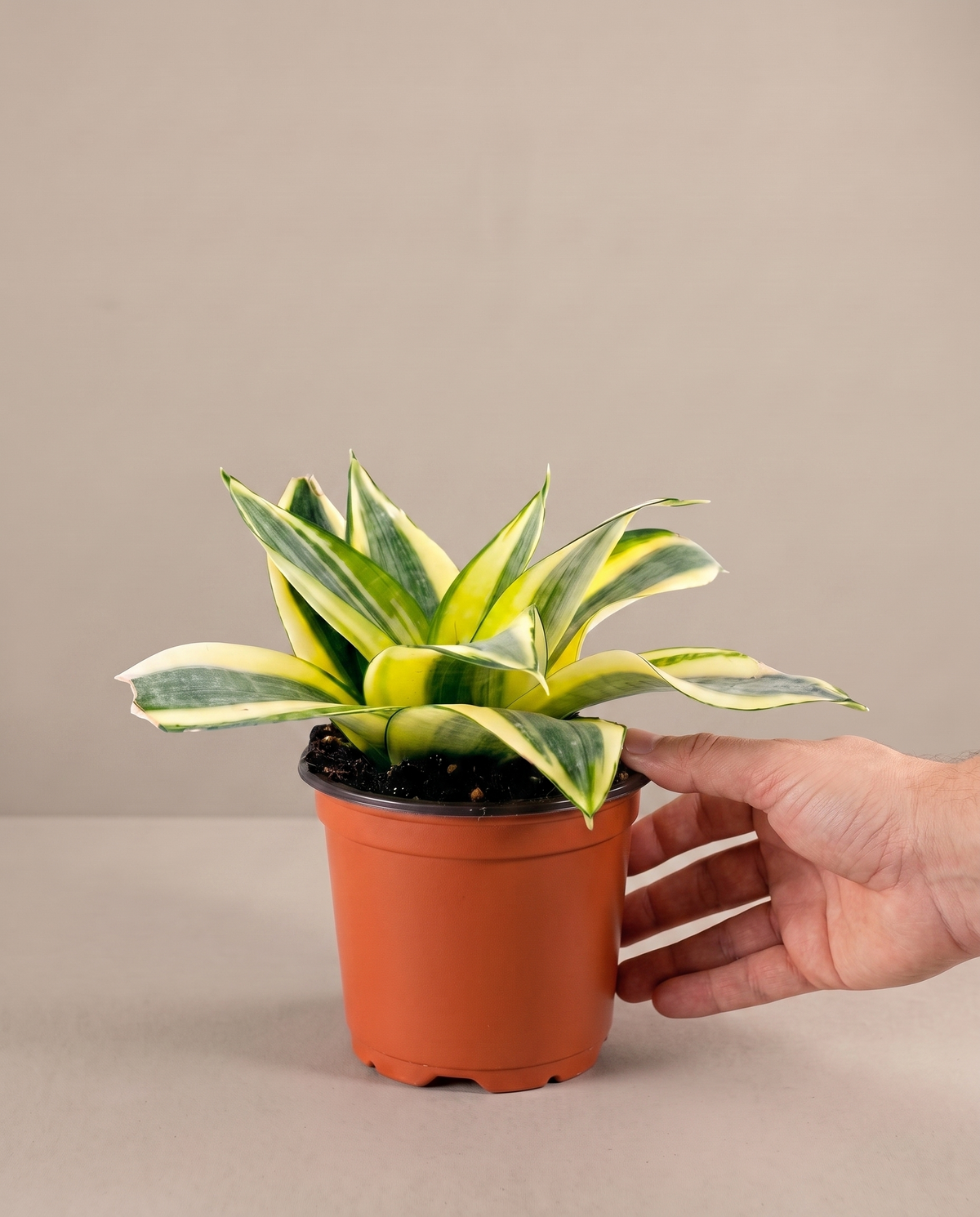 Hand beside a 4-inch Hahnii bird's-nest in a grow pot