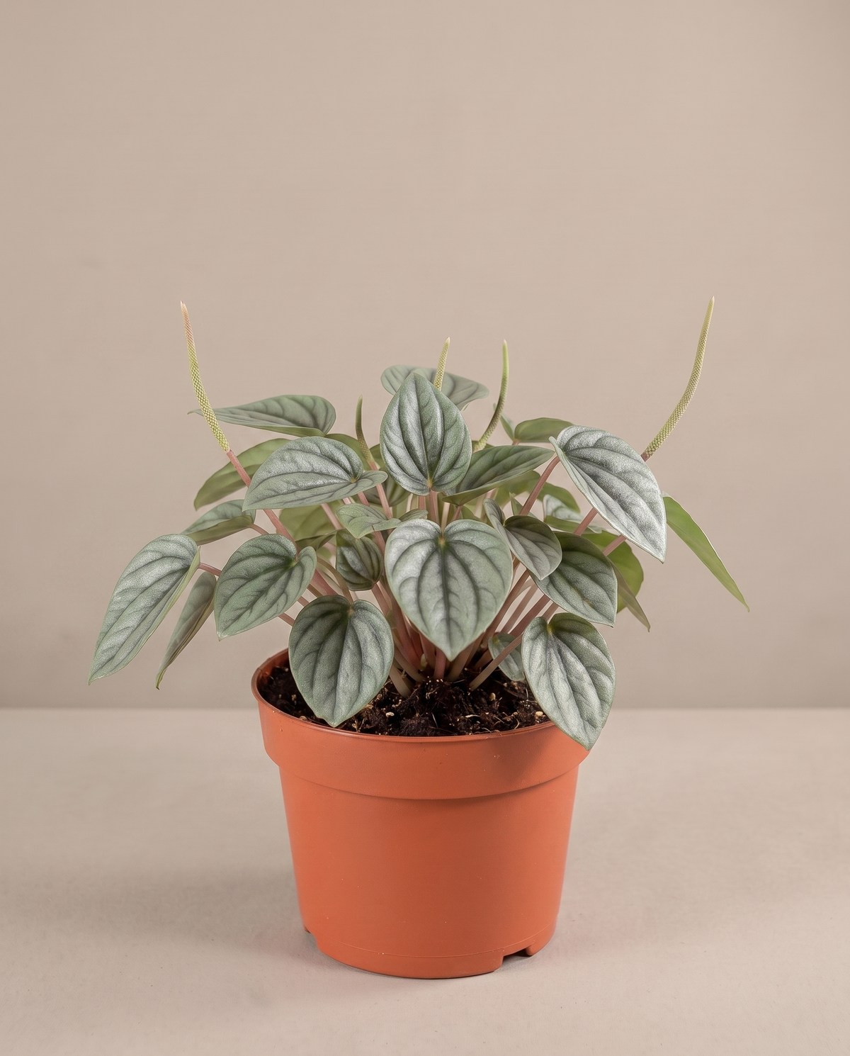 Peperomia Frost in a 4–5-inch grow pot, three-quarter studio