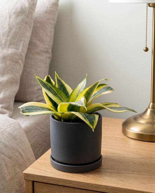 Hahnii bird's-nest in a charcoal ceramic on an oak nightstand