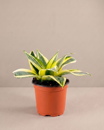 Hahnii bird's-nest in a 4-inch grow pot, three-quarter studio