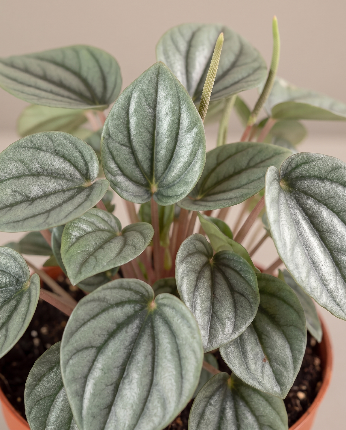 Peperomia Frost silver leaf close-up