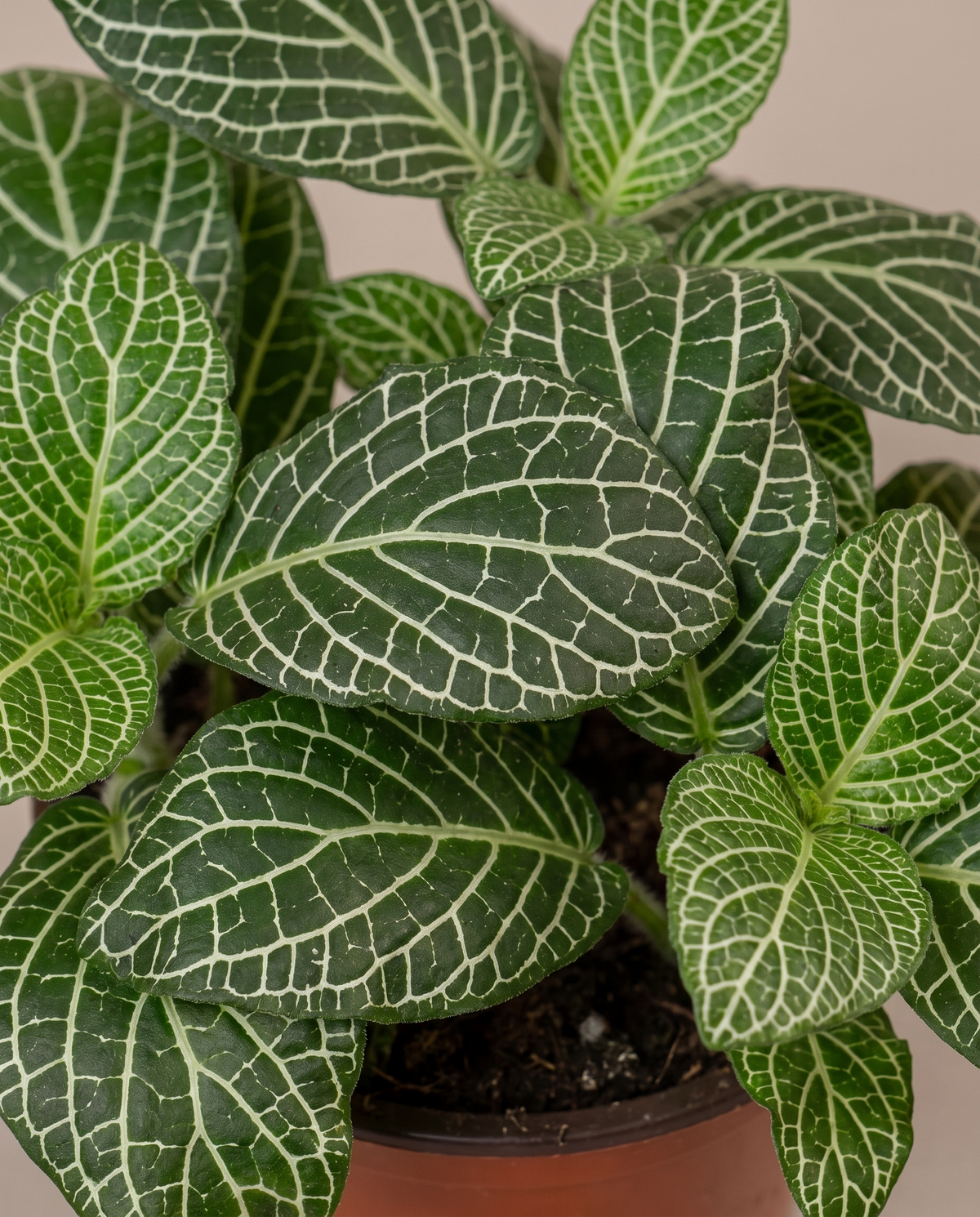 White-vein Fittonia mosaic leaf close-up