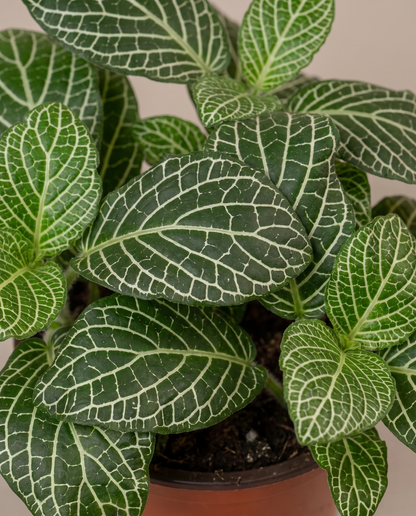 White-vein Fittonia mosaic leaf close-up