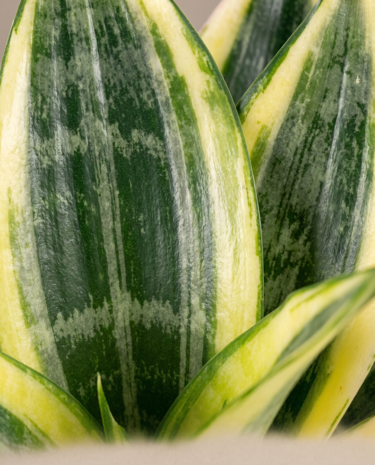 Hahnii yellow-margin leaf close-up