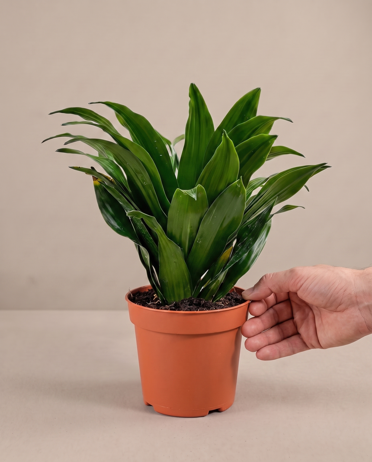 Hand beside a 4-inch Janet Craig Compacta in a grow pot
