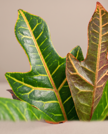 Croton Petra oak-leaf close-up, yellow and burgundy veins