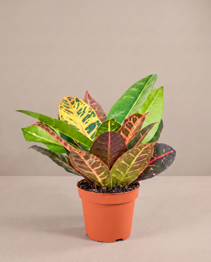 Croton Petra in a 4-inch grow pot, three-quarter studio