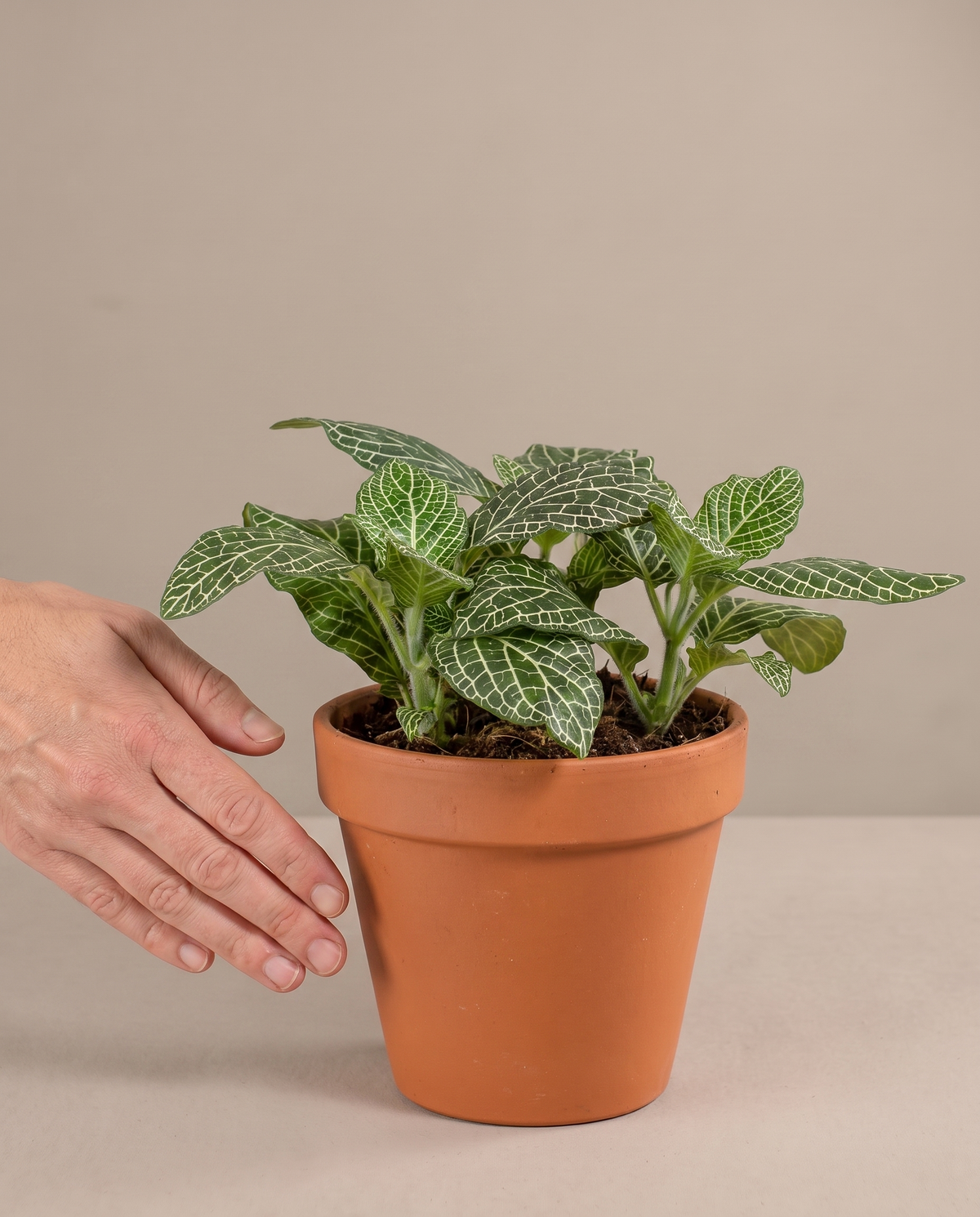 Hand beside a 5–6-inch white-vein Fittonia in a grow pot