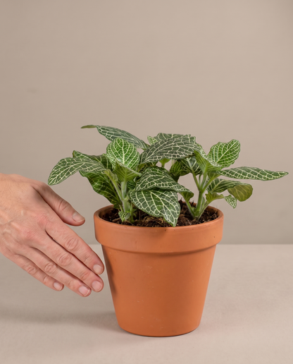 Hand beside a 5–6-inch white-vein Fittonia in a grow pot