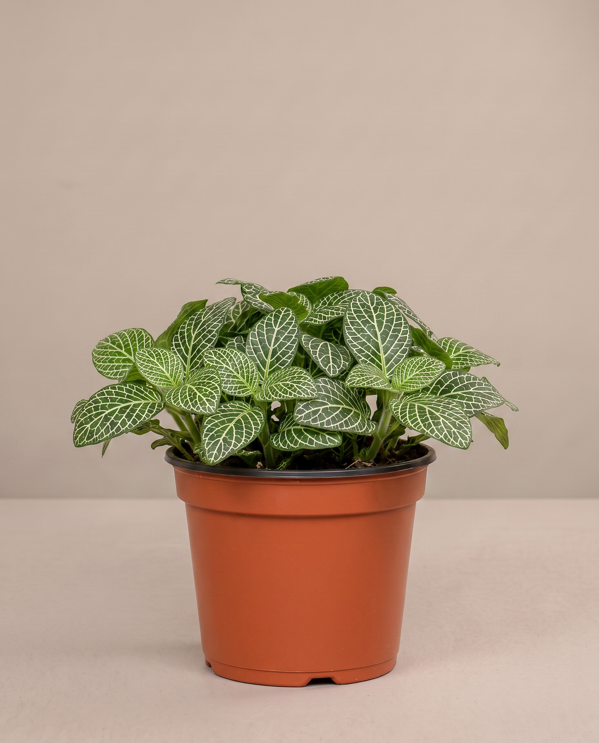 Medium 5–6-inch white-vein Fittonia in a grow pot, studio