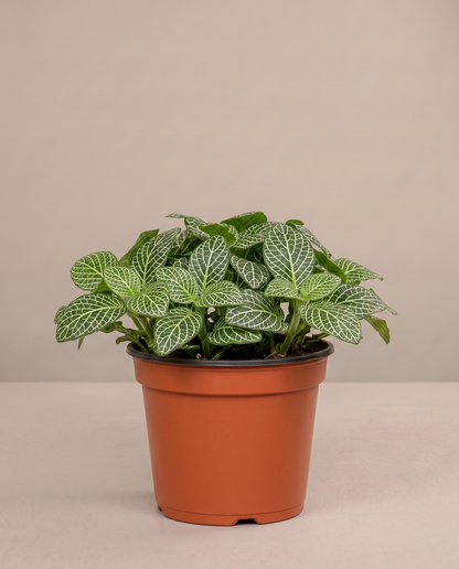 Medium 5–6-inch white-vein Fittonia in a grow pot, studio