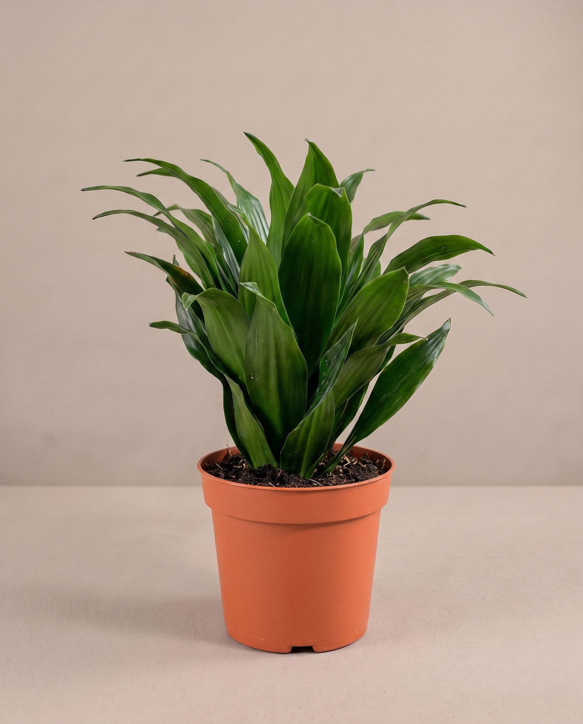 Janet Craig Compacta in a 4-inch grow pot, three-quarter studio