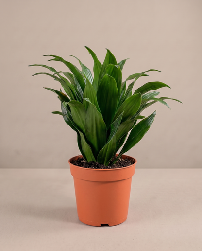 Janet Craig Compacta in a 4-inch grow pot, three-quarter studio