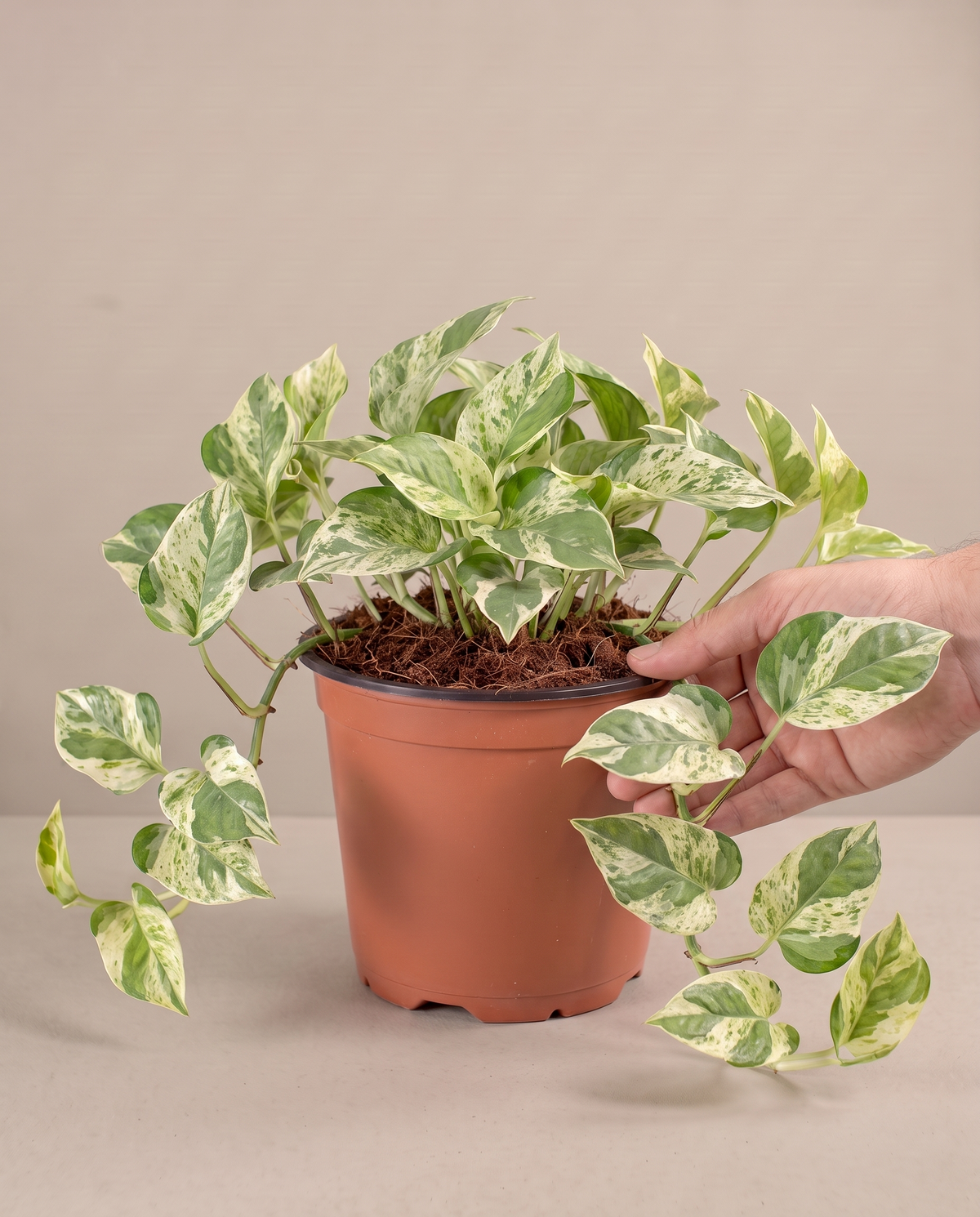 Hand beside a 5–6-inch Pearls and Jade in a grow pot
