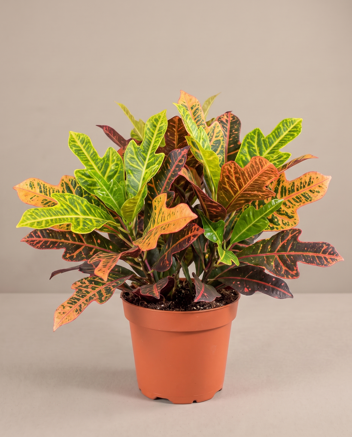 Large 8–10-inch Croton Petra in a grow pot, studio, oak leaves
