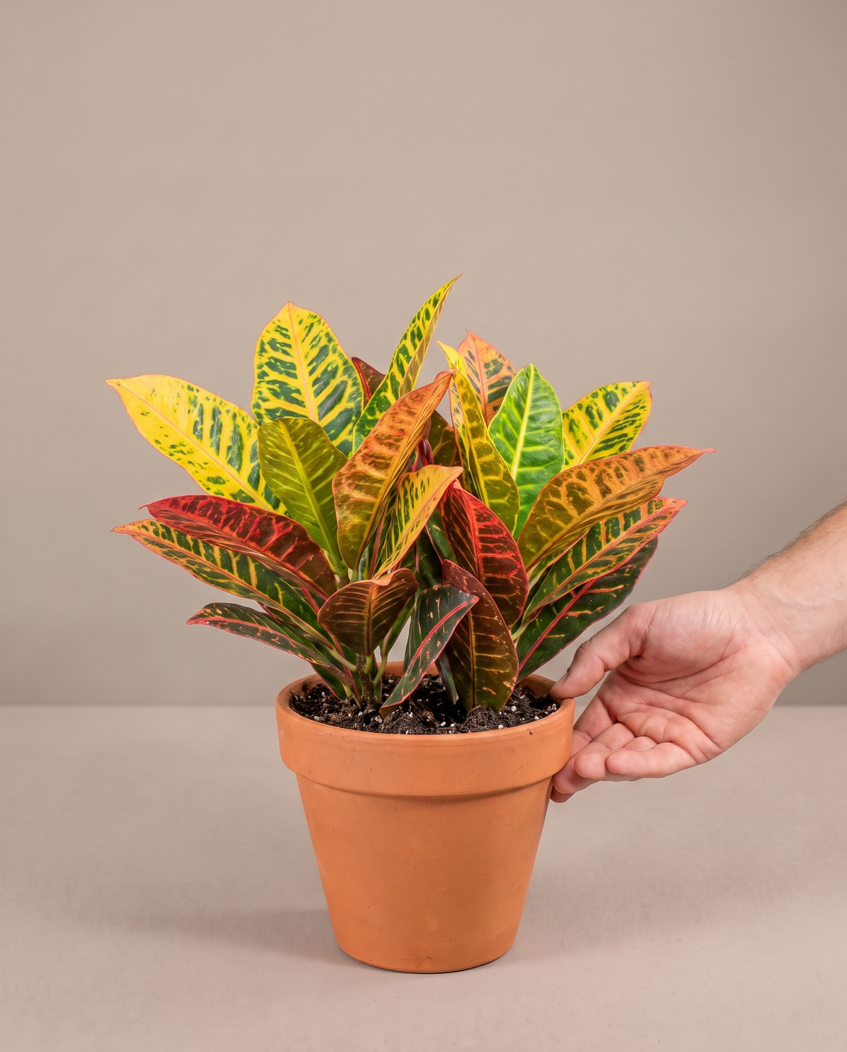 Hand beside a 5–6-inch Croton Petra in a grow pot