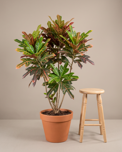 Stool beside a large 8–10-inch Croton Petra in a grow pot