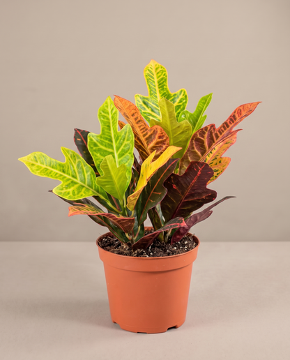 Medium 5–6-inch Croton Petra in a grow pot, studio, oak leaves