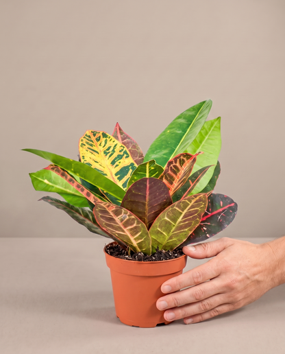 Hand beside a 4-inch Croton Petra in a grow pot