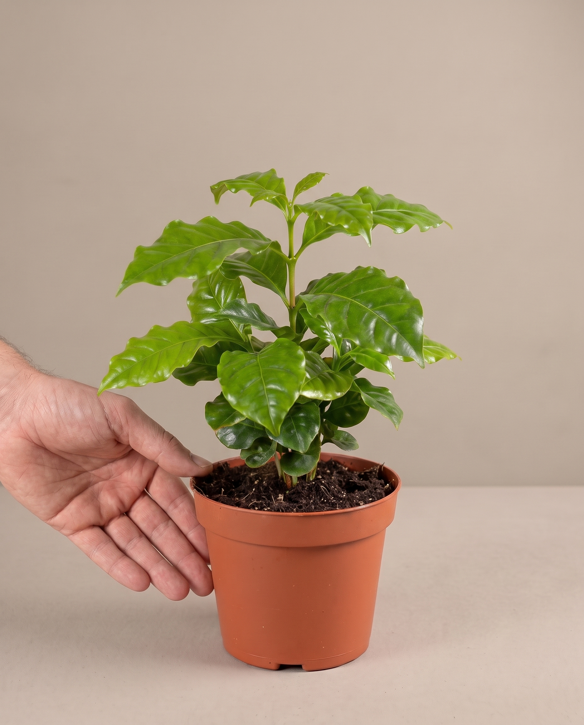 Hand beside a 5–6-inch Coffee Plant in a grow pot