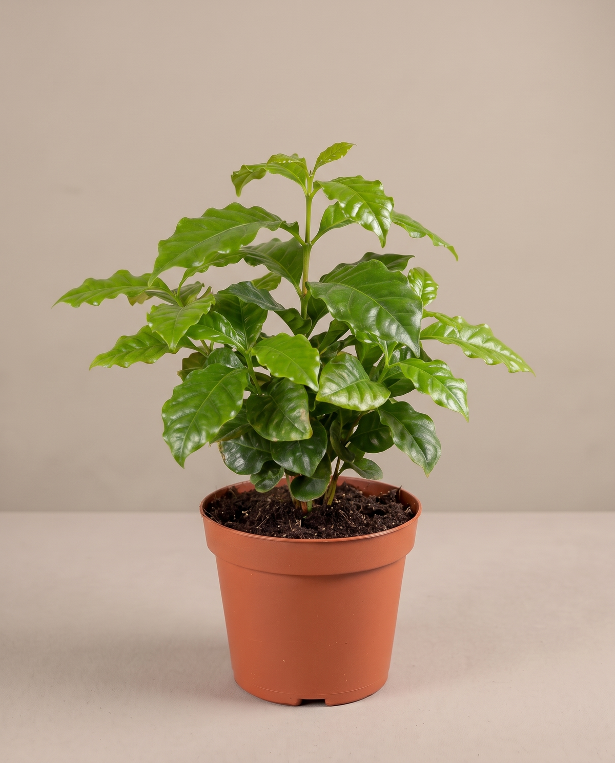 Medium 5–6-inch Coffee Plant in a grow pot, studio, glossy leaves