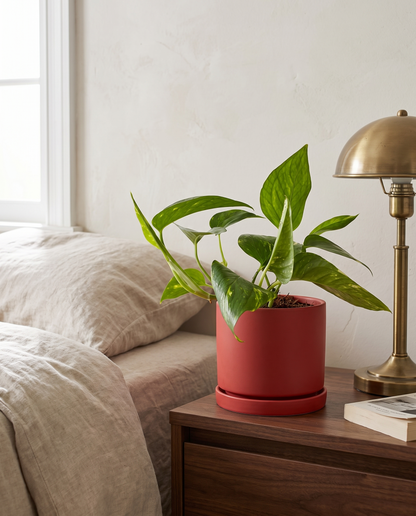 Golden Pothos in a red ceramic on a walnut bedroom nightstand