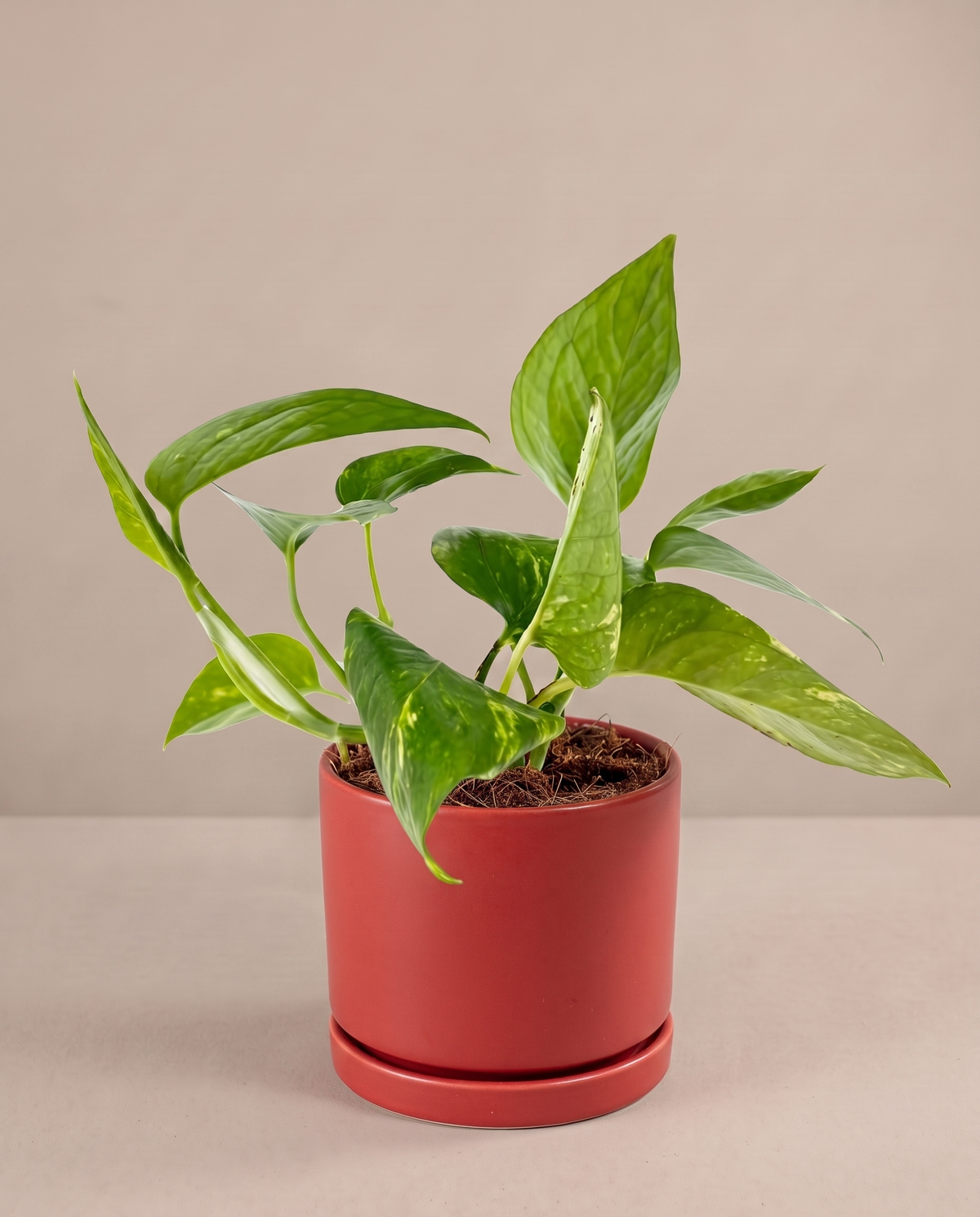 Golden Pothos in a 6-inch red ceramic planter, studio