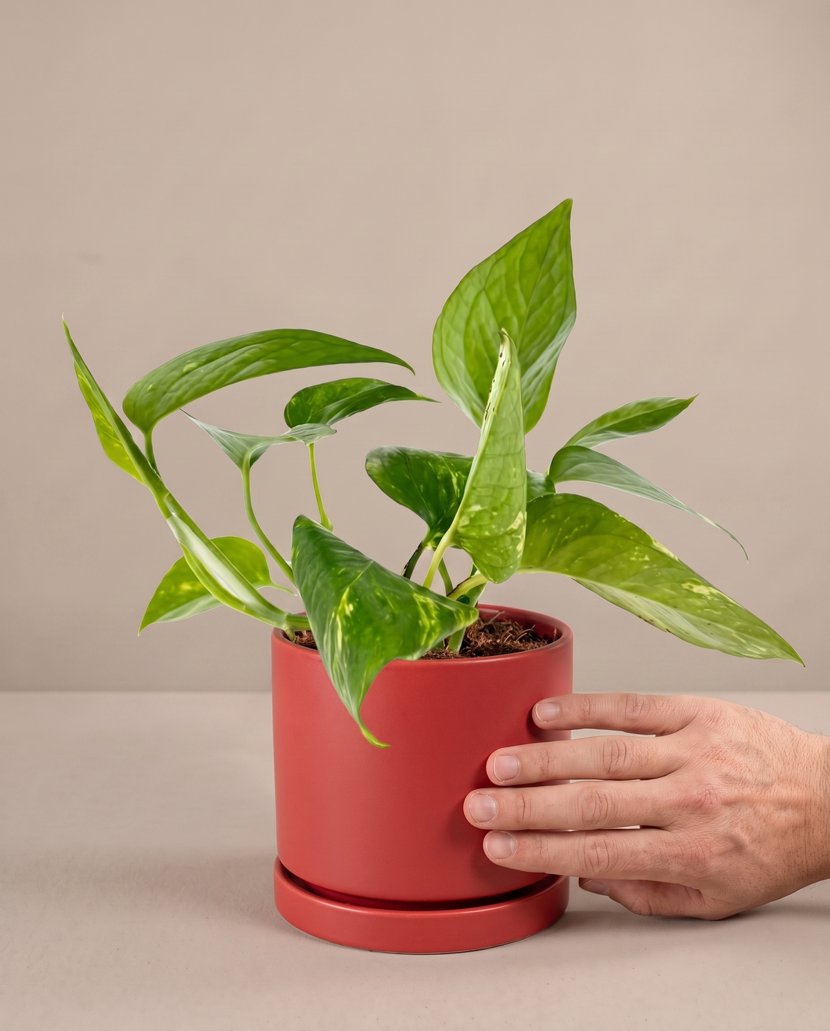 Hand beside a 6-inch Golden Pothos in a red ceramic planter