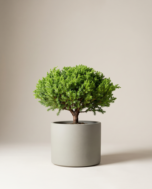 Juniper bonsai in a grey cylinder ceramic pot, assorted pot style