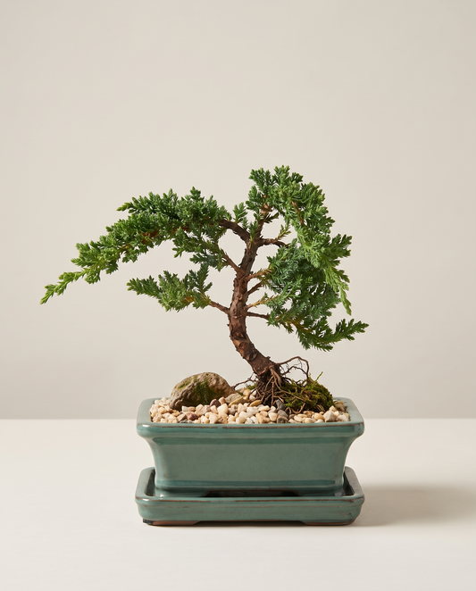 Juniper bonsai in a teal rectangular ceramic pot, assorted pot style