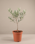 Olive Tree in Nursery Container Online | Premium Olive Plants