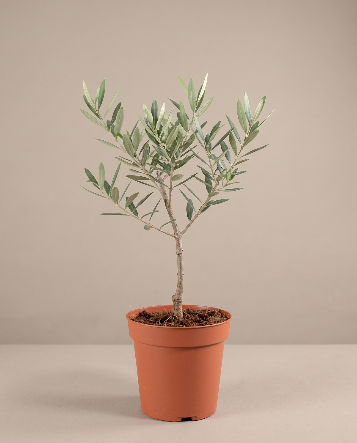 Single-stem Olive Tree in a 6-inch grow pot, studio, Medium