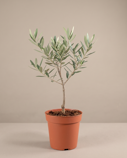 Single-stem Olive Tree in a 6-inch grow pot, studio, Medium