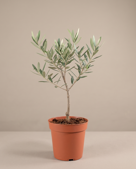 Single-stem Olive Tree in a 6-inch grow pot, studio, Medium