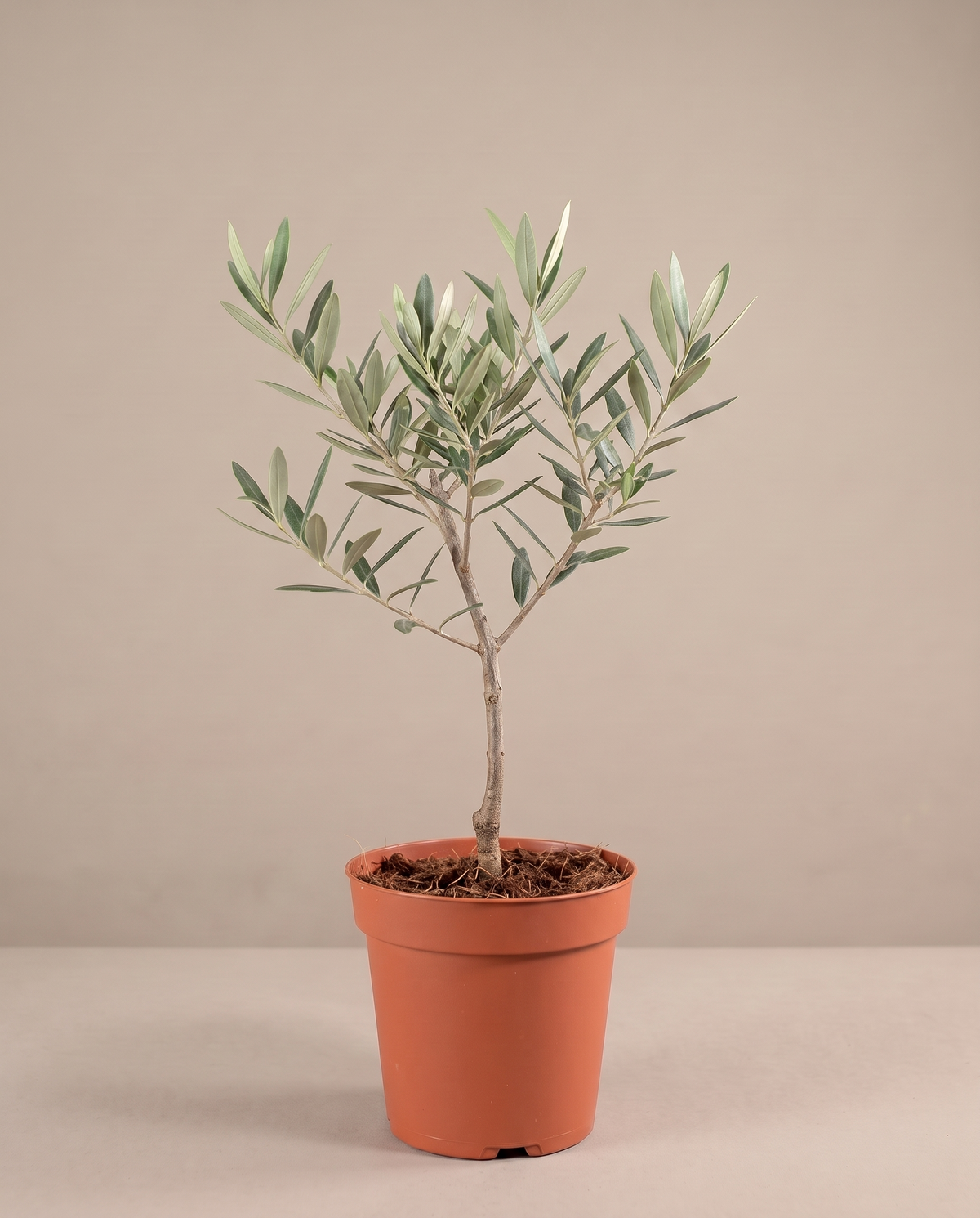 Single-stem Olive Tree in a 6-inch grow pot, three-quarter studio