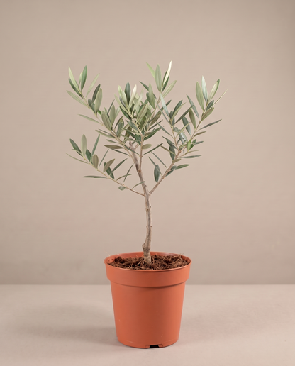 Single-stem Olive Tree in a 6-inch grow pot, three-quarter studio