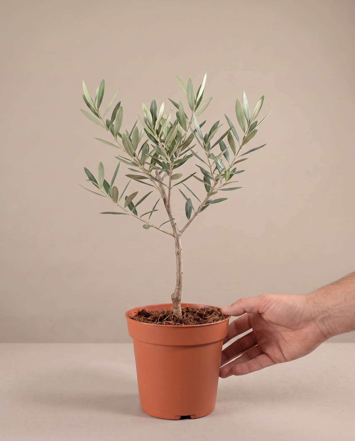 Hand beside a 6-inch single-stem Olive Tree in a grow pot