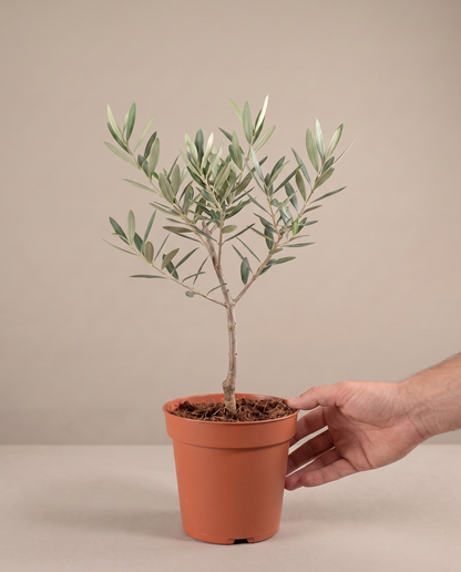 Hand beside a 6-inch single-stem Olive Tree in a grow pot