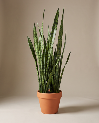 Snake plant in a grow pot, front studio, Large
