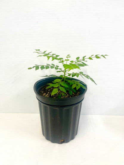 best pot for curry leaf plant Curry leaf growing pot – Plant Club