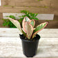 Peperomia Plant Bundle