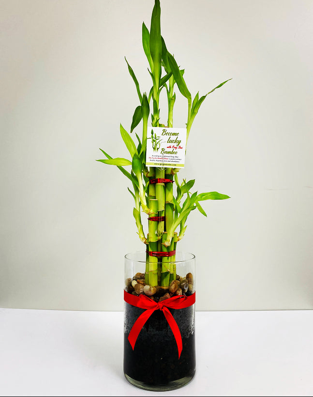 Feng Shui lucky bamboo, eight stalks