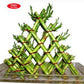 7 /5 layer pyramid lucky bamboo(Dragon pot)