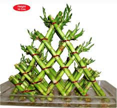 7 /5 layer pyramid lucky bamboo(Dragon pot)