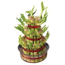 Three /five layer lucky bamboo birthday cake pot not included (ceramic and glass $10—$20 optional)