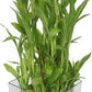 Three /five layer lucky bamboo birthday cake pot not included (ceramic and glass $10—$20 optional)