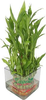 Three /five layer lucky bamboo birthday cake pot not included (ceramic and glass $10—$20 optional)