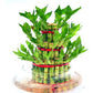 Three /five layer lucky bamboo birthday cake pot not included (ceramic and glass $10—$20 optional)