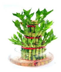 Three /five layer lucky bamboo birthday cake pot not included (ceramic and glass $10—$20 optional)