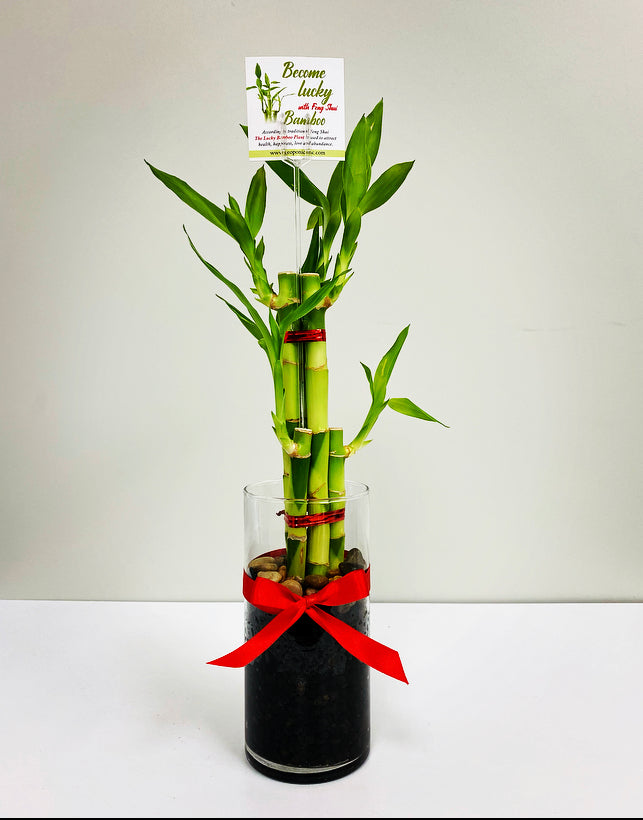 Feng Shui lucky bamboo, six stalks
